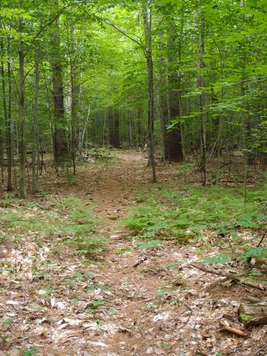 trail to Guild Hill in New Hampshire