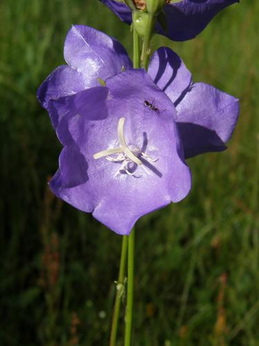 Peach-leaved Bellflower (Campanula persicifolia)