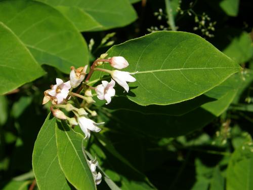 Spreading Dogbane (Apocynum androsaemifolium)