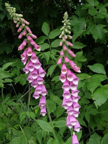 Foxglove