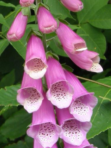 Foxglove (Digitalis purpurea)