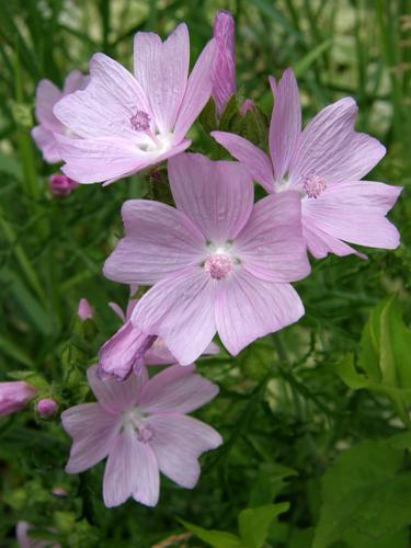 Musk Mallow (Malva moschata)