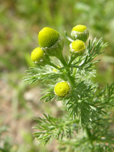 Pineapple Weed