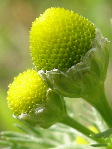 Pineapple Weed (Matricaria discoidea)