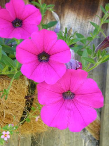 Garden Petunia (Petunia x hybrida)