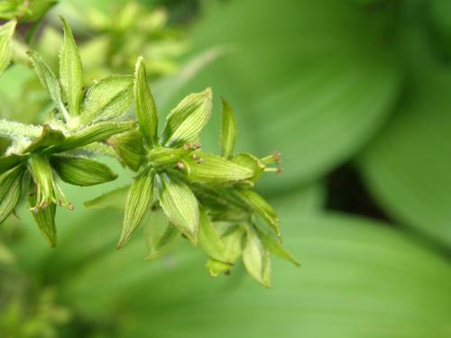 Indian Poke flowers (Veratrum viride)