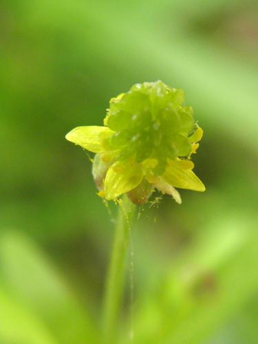 Small-flowered Buttercup (Ranunculus abortivus)