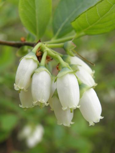 Highbush Blueberry (Vaccinium corymbosum)