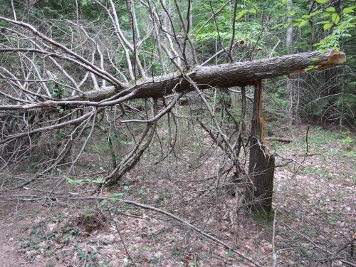 broken tree at Gulf Brook Conservation Area in Pepperell MA