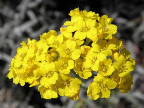 Golden Alyssum (Aurinia saxatilis)