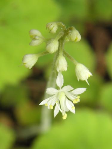 Foamflower (Tiarella cordifolia)