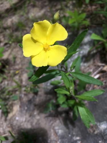 Frostweed (Helianthemum canadense) at Gumpus Pond Conservation Area in southern New Hampshire