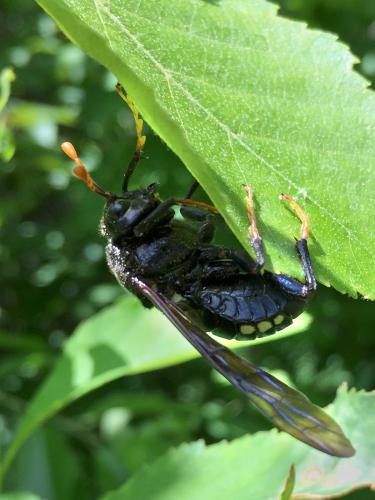 Elm Sawfly