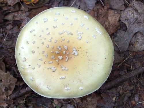 Gem-studded Amanita