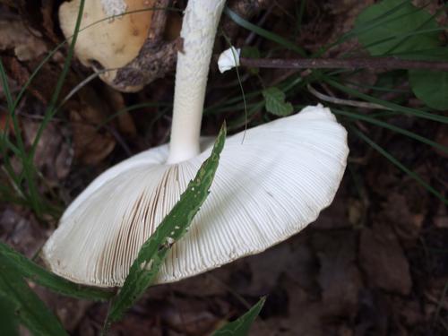 Gem-studded Amanita (Amanita gemmata) on the trail to Mount Hag in eastern Vermont