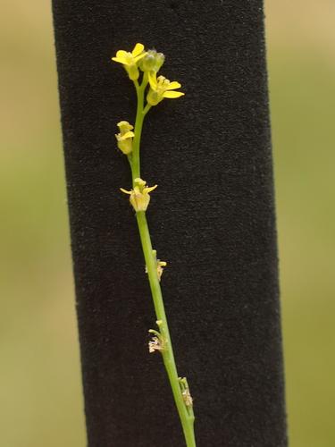 Hedge Mustard (Sisymbrium officinale) at Mount Hag in eastern Vermont