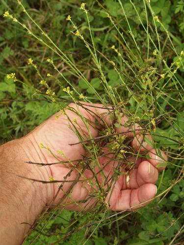 Hedge Mustard (Sisymbrium officinale) at Mount Hag in eastern Vermont