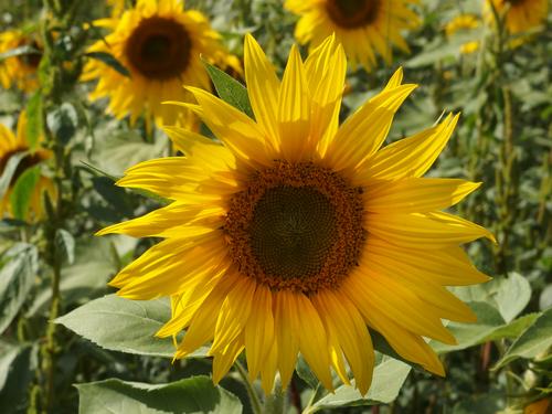 Sunflower (Helianthus annuus) field at Mount Hag in eastern Vermont