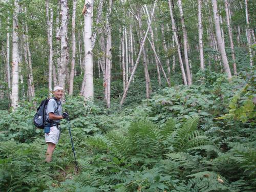 hiker on the trail to Mount Hale in New Hampshire