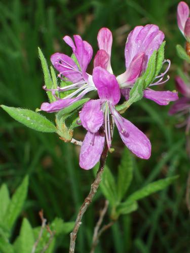 Rhodora flower