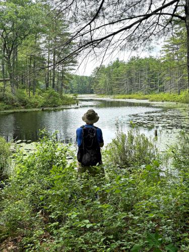 Hall Mountain Marsh in July at Bear Brook State Park in southern NH