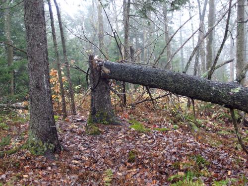 summit of Hall Ponds Mountain in New Hampshire