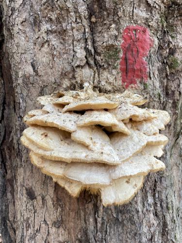 Northern Tooth Fungus