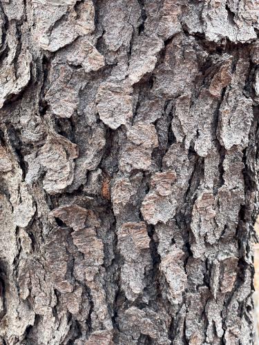 Black Cherry at Hamlin Reservation in northeast Massachusetts