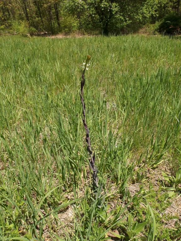 Field Pennycress (Thlaspi arvense) in May at Hampstead Western Trails near Hampstead in southern New Hampshire