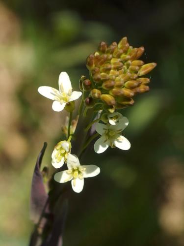 Field Pennycress