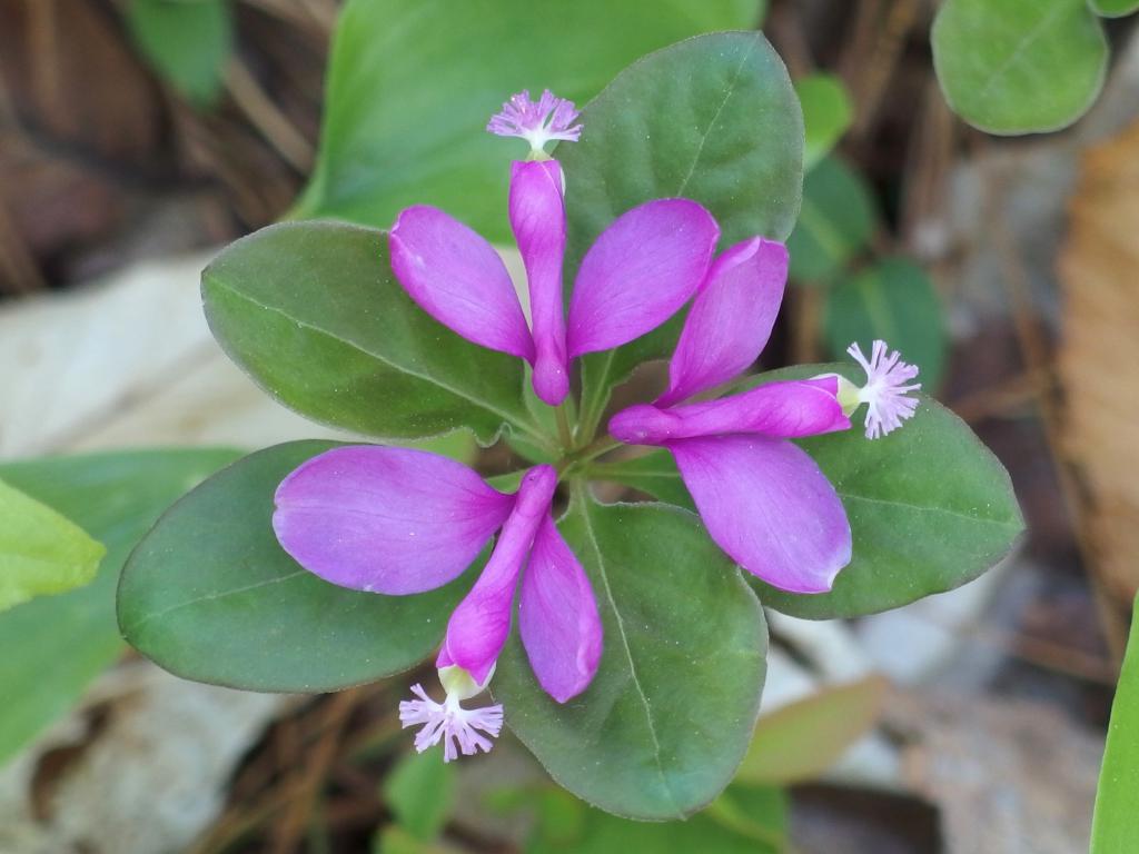 Fringed Polygala (Polygala paucifolia) in May at Hampstead Western Trails in Hampstead, New Hampshire