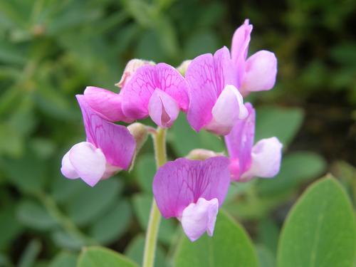 Beach Pea