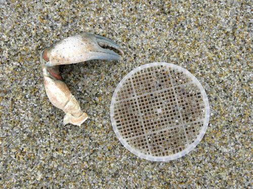 contaminated disk on the sand at Hampton Beach in New Hampshire