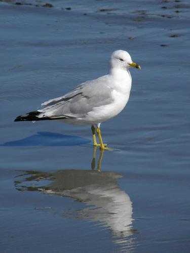 Ring-billed Gull