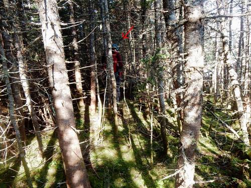 thick woods on a bushwhack to Northwest Hancock in the White Mountains of New Hampshire