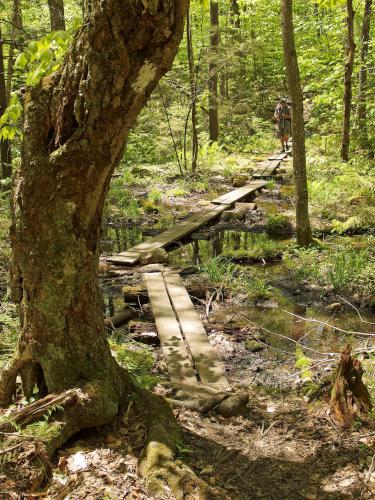 boardwalk at Harmon Hill in southern Vermont