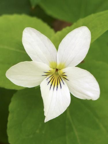 Canada Violet (Viola canadensis) at Harmon Hill in southern Vermont