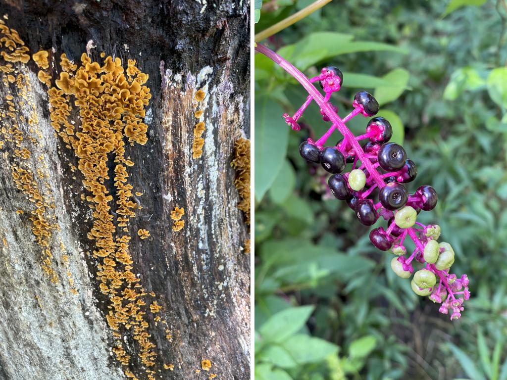 color in September at Hartwell Preserve in northeast MA