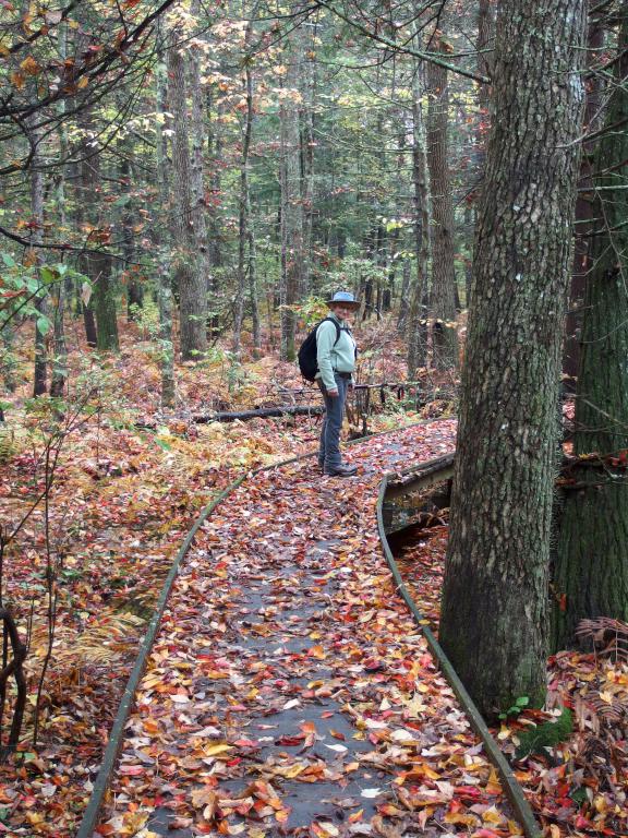 Andee on the boardwalk through Black Gum Swamp at Harvard Research Forest in north central Massachusetts