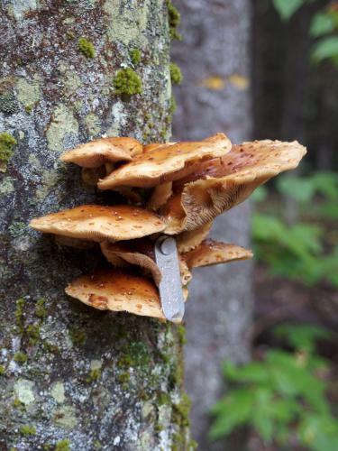 Scaly Pholiota