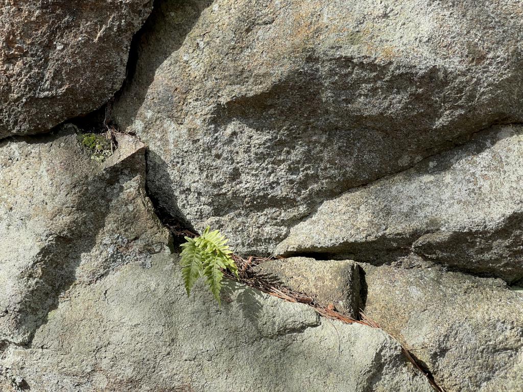 fern in March at Haskell Pond Loop in northeast MA