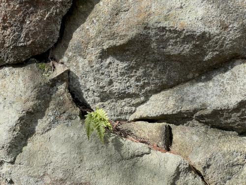 fern in March at Haskell Pond Loop in northeast MA