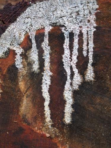 drooling sap on a log at Hawthorne Town Forest near Hopkinton in southern New Hampshire