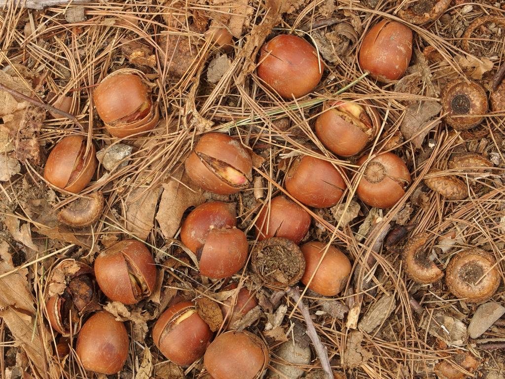 acorns in April on the trail to MIT Haystack Observatory near Westford in northeastern Massachusetts