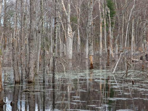 swamp beside the trail to MIT Haystack Observatory near Westford in northeastern Massachusetts