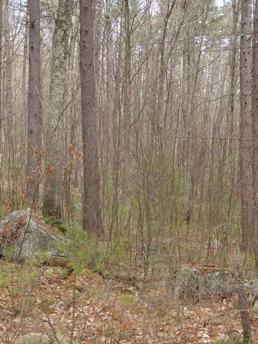 woods in April at Haystack Observatory in northeastern Massachusetts