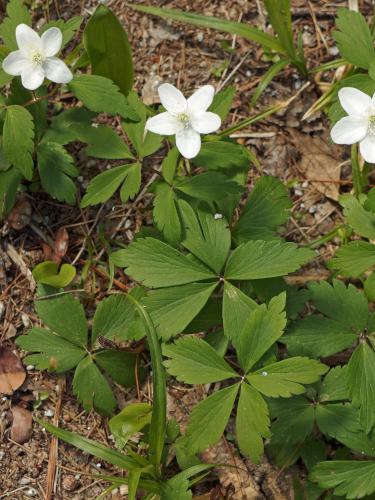 Wood Anemone (Anemone guinquefolia) in May beside Heads Pond Trail near Hooksett in southern New Hampshire