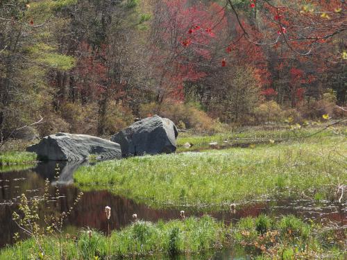 marsh in May at Heads Pond near Hooksett in southern New Hampshire