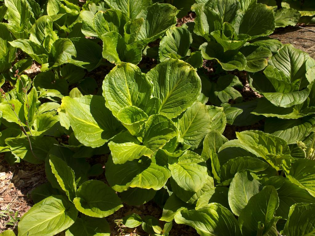 Skunk Cabbage (Symplocarpus foetidus) in May at Heads Pond Trail near Hooksett in southern New Hampshire