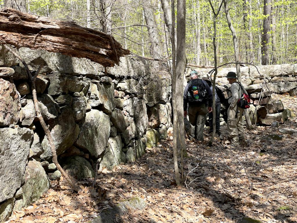 cellar site in May at Heald Tract in New Hampshire